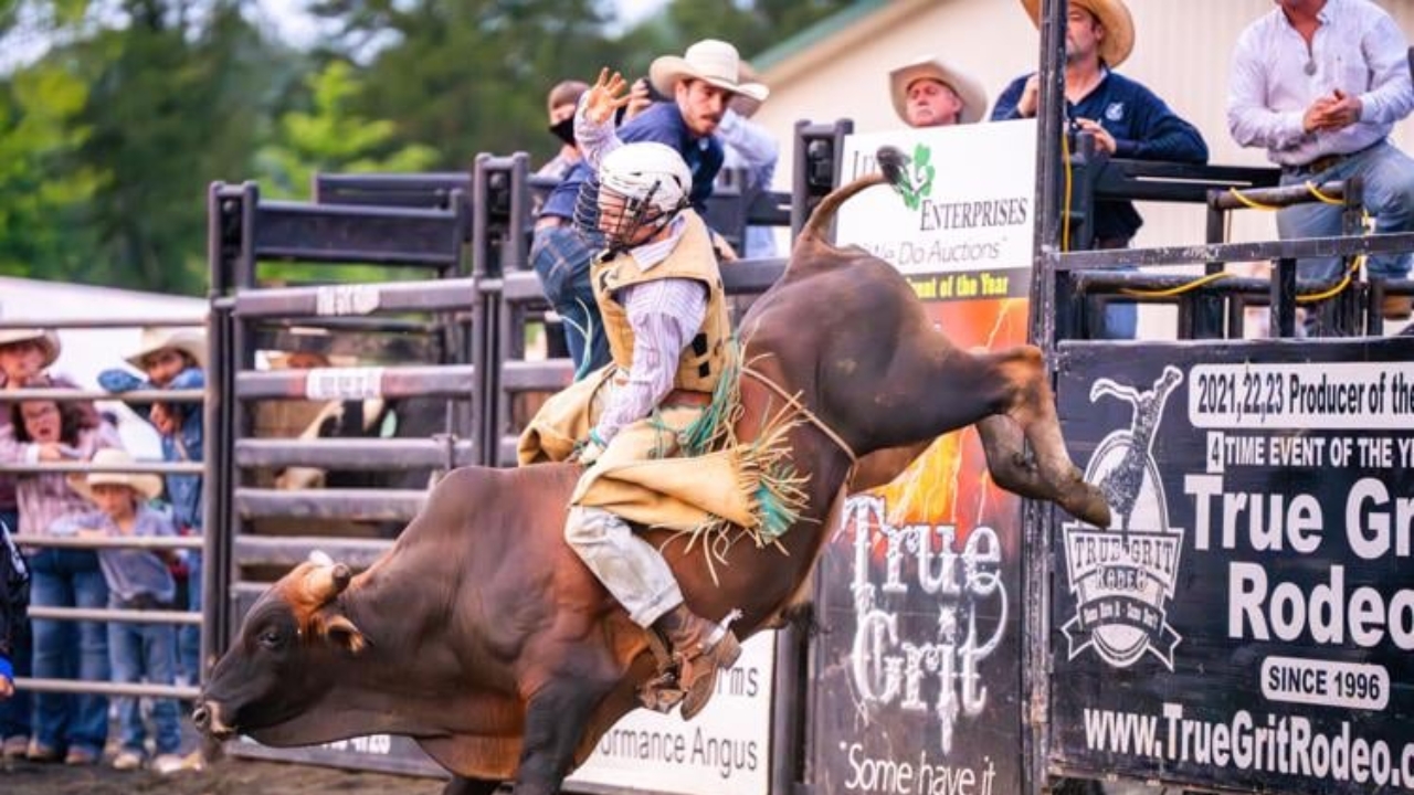 How Much Does a Rodeo Bull Weigh