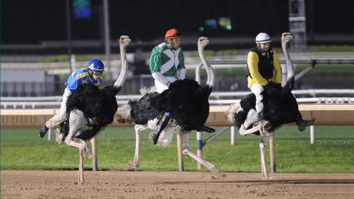 The Most Unusual Sports for Active Recreation The Most Unusual Sports for Active Recreation