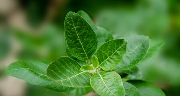 Ashwagandha